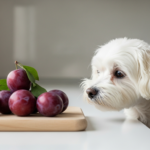 Czy pies może jeść śliwki?