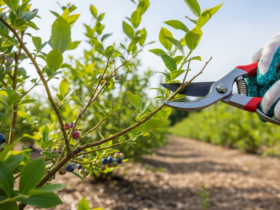 Kiedy przycinać borówkę amerykańską?