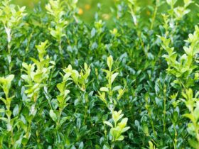 Kiedy przycinać bukszpan?