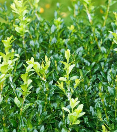 Kiedy przycinać bukszpan?