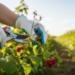 Kiedy przycinać maliny?