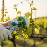 Kiedy przycinać winogrona?