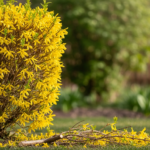 Kiedy przycinać forsycję?